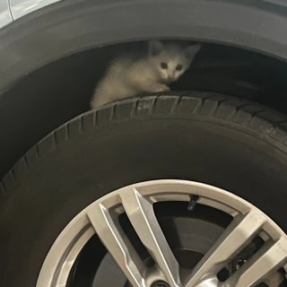 Illustration de l'article : Trouvée cachée dans un pneu, une petite chatte errante renaît grâce à l’amitié d’un chaton à 3 pattes