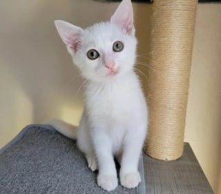 Illustration de l'article : Trouvée cachée dans un pneu, une petite chatte errante renaît grâce à l’amitié d’un chaton à 3 pattes