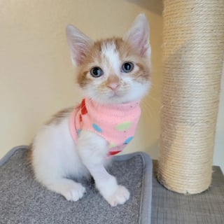 Illustration de l'article : Trouvée cachée dans un pneu, une petite chatte errante renaît grâce à l’amitié d’un chaton à 3 pattes