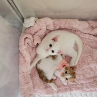 Illustration de l'article : Trouvée cachée dans un pneu, une petite chatte errante renaît grâce à l’amitié d’un chaton à 3 pattes