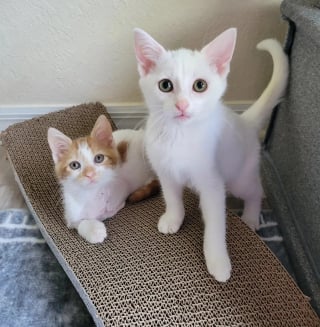 Illustration de l'article : Trouvée cachée dans un pneu, une petite chatte errante renaît grâce à l’amitié d’un chaton à 3 pattes