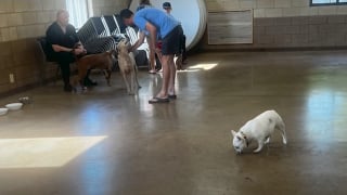 Illustration de l'article : Employés, voisins et pompiers interviennent en urgence pour secourir 70 chiens pris au piège par les flammes dans une pension