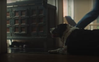 Illustration de l'article : Avec le spot « Tu n’abandonnes jamais », la SPA dit merci aux maîtres qui restent aux côtés de leur animal jusqu'au bout
