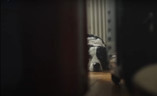 Illustration de l'article : Avec le spot « Tu n’abandonnes jamais », la SPA dit merci aux maîtres qui restent aux côtés de leur animal jusqu'au bout