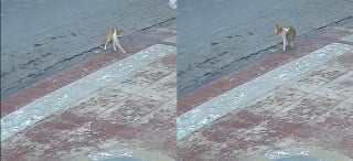 Illustration de l'article : Voyant un chat qui fait d'étranges mouvements, un passant comprend qu’il est en danger et lui sauve la vie de justesse (vidéo)