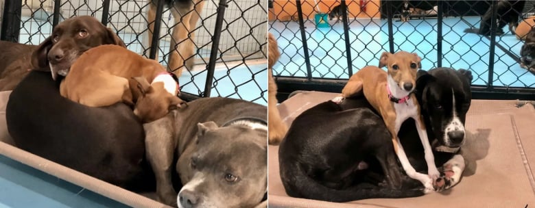 Illustration de l'article : À la pension canine, cette chienne fait sa sieste sur ses copains et met à l’aise les chiens craintifs