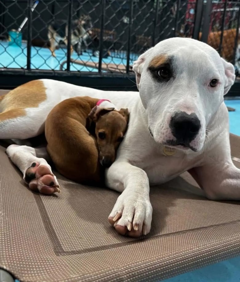 Illustration de l'article : À la pension canine, cette chienne fait sa sieste sur ses copains et met à l’aise les chiens craintifs