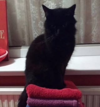 Illustration de l'article : Une famille retrouve son chat disparu 10 ans plus tôt grâce à sa puce et découvre ses tristes conditions de vie (vidéo)