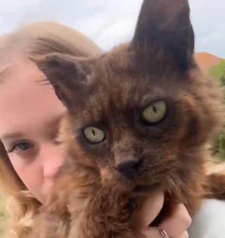 Illustration de l'article : Une famille retrouve son chat disparu 10 ans plus tôt grâce à sa puce et découvre ses tristes conditions de vie (vidéo)