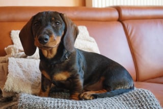 Illustration de l'article : 11 indices prouvant que le chien est un membre de la famille à part entière