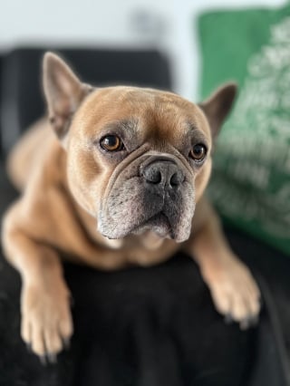 Illustration de l'article : 11 indices prouvant que le chien est un membre de la famille à part entière