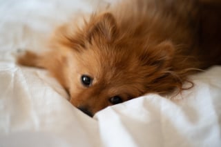 Illustration de l'article : 11 indices prouvant que le chien est un membre de la famille à part entière
