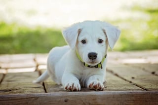 Illustration de l'article : 11 indices qui montrent que votre chien est un véritable prodige
