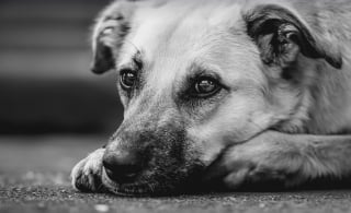 Illustration de l'article : 11 indices qui montrent que votre chien est un véritable prodige
