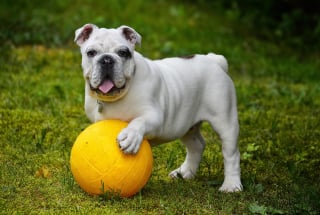 Illustration de l'article : 11 indices qui montrent que votre chien est un véritable prodige