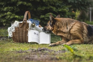 Illustration de l'article : 11 indices qui montrent que votre chien est un véritable prodige