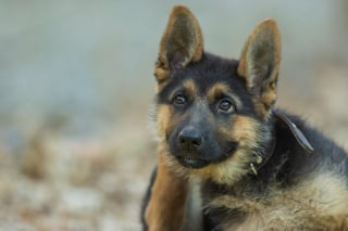 Illustration de l'article : 11 indices qui montrent que votre chien est un véritable prodige