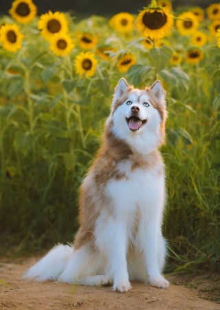 Illustration de l'article : 12 raisons pour lesquelles les chiens arrivent toujours à conquérir notre coeur
