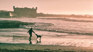 Illustration de l'article : 12 raisons pour lesquelles les chiens arrivent toujours à conquérir notre coeur