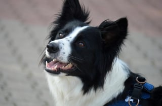 Illustration de l'article : 12 raisons pour lesquelles les chiens arrivent toujours à conquérir notre coeur