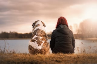 Illustration de l'article : 12 raisons pour lesquelles les chiens arrivent toujours à conquérir notre coeur