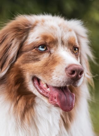 Illustration de l'article : 10 comportements qui prouvent que votre chien est heureux