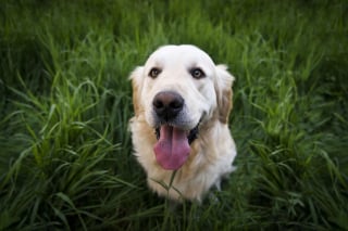 Illustration de l'article : 10 comportements qui prouvent que votre chien est heureux