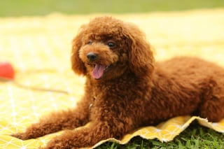 Illustration de l'article : 10 comportements qui prouvent que votre chien est heureux