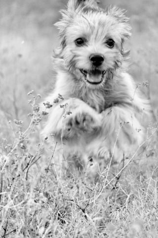 Illustration de l'article : 10 comportements qui prouvent que votre chien est heureux