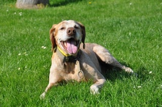 Illustration de l'article : 10 comportements qui prouvent que votre chien est heureux