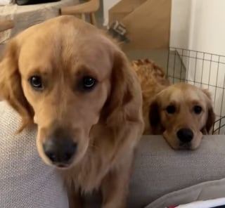 Illustration de l'article : Tous les matins, devant la porte de leur maîtresse, 2 Goldens Retrievers attendent leur tour pour voir le bébé qu’ils aiment plus que tout (vidéo)