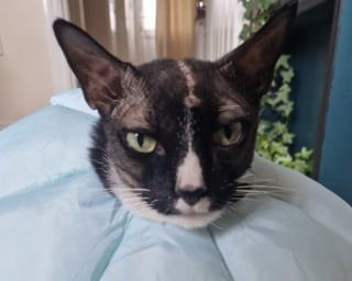 Illustration de l'article : Touché par une tumeur au cerveau, ce chat a retrouvé sa vitalité quelques jours après une opération cérébrale risquée