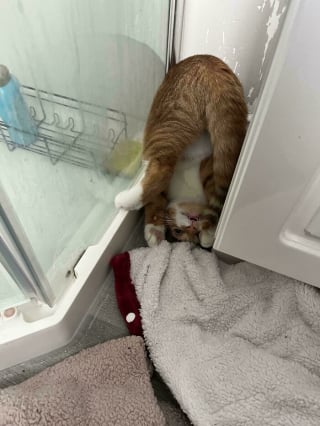Illustration de l'article : 15 photos qui prouvent que les chats roux ne sont pas des matous comme les autres