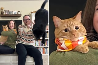 Illustration de l'article : 15 photos qui prouvent que les chats roux ne sont pas des matous comme les autres