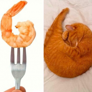 Illustration de l'article : 15 photos qui prouvent que les chats roux ne sont pas des matous comme les autres