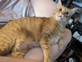 Illustration de l'article : 15 photos qui prouvent que les chats roux ne sont pas des matous comme les autres
