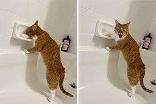 Illustration de l'article : 15 photos qui prouvent que les chats roux ne sont pas des matous comme les autres