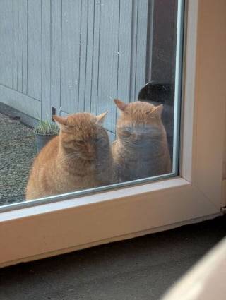 Illustration de l'article : 15 photos qui prouvent que les chats roux ne sont pas des matous comme les autres