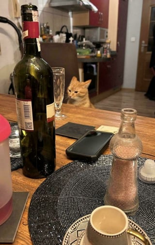Illustration de l'article : 15 photos qui prouvent que les chats roux ne sont pas des matous comme les autres