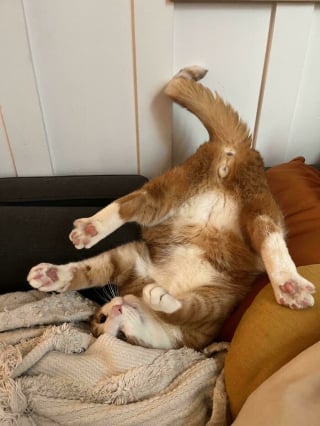 Illustration de l'article : 15 photos qui prouvent que les chats roux ne sont pas des matous comme les autres