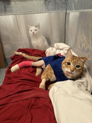 Illustration de l'article : 15 photos qui prouvent que les chats roux ne sont pas des matous comme les autres