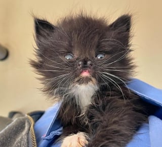 Illustration de l'article : Atteinte d’un léger handicap physique, cette petite chatte peine à trouver une famille mais peut heureusement compter sur sa maman d’accueil 