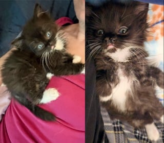 Illustration de l'article : Atteinte d’un léger handicap physique, cette petite chatte peine à trouver une famille mais peut heureusement compter sur sa maman d’accueil 