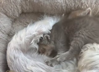 Illustration de l'article : Dévastée par la perte de ses chiots, cette adorable chienne prend une portée de chatons orphelins sous son aile et retrouve ainsi goût à la vie
