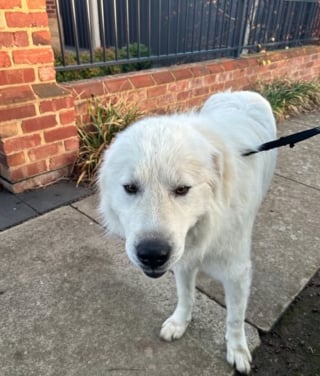 Illustration de l'article : Un chien volé dans son jardin en pleine nuit est retrouvé le surlendemain chez une inconnue à 2 km de là 