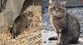 Illustration de l'article : Capturé dans un patio grâce à un piège spécialement conçu, ce chat qui n’a qu’un œil peut enfin baisser sa garder et profiter d’un doux quotidien 
