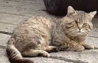 Illustration de l'article : Capturé dans un patio grâce à un piège spécialement conçu, ce chat qui n’a qu’un œil peut enfin baisser sa garder et profiter d’un doux quotidien 