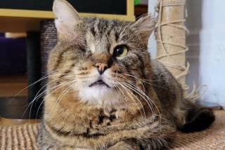 Illustration de l'article : Capturé dans un patio grâce à un piège spécialement conçu, ce chat qui n’a qu’un œil peut enfin baisser sa garder et profiter d’un doux quotidien 
