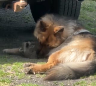Illustration de l'article : Ce Berger Allemand devient le protecteur inattendu d’un bébé raton laveur venu se réfugier dans son jardin (vidéo)