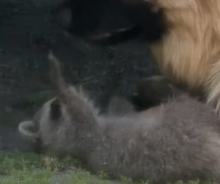Illustration de l'article : Ce Berger Allemand devient le protecteur inattendu d’un bébé raton laveur venu se réfugier dans son jardin (vidéo)
